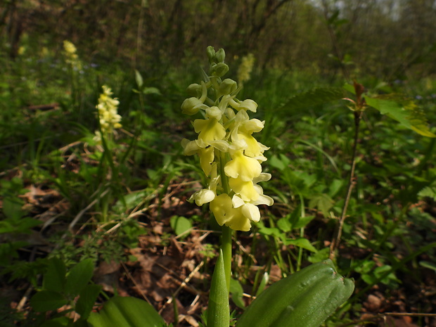 vstavač bledý Orchis pallens L.