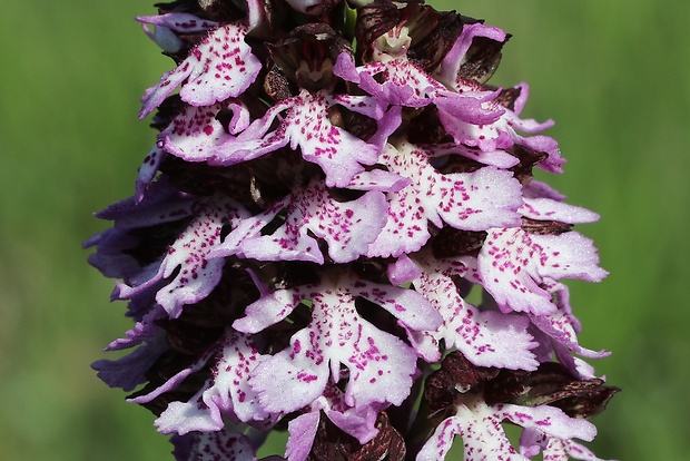 vstavač purpurový Orchis purpurea Huds.