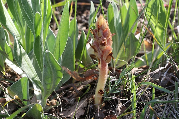 záraza obyčajná Orobanche caryophyllacea Sm.