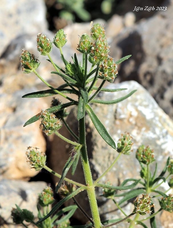 skorocel blškový Plantago afra L.