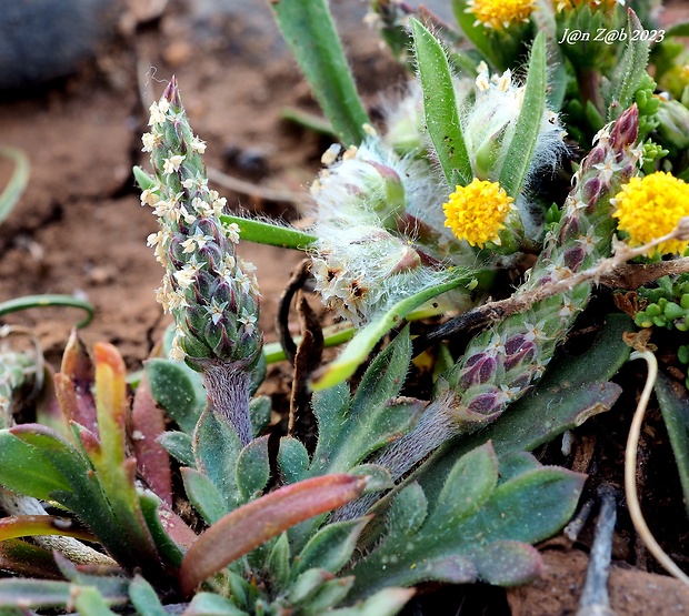 skorocel vrania nôžka Plantago coronopus L.