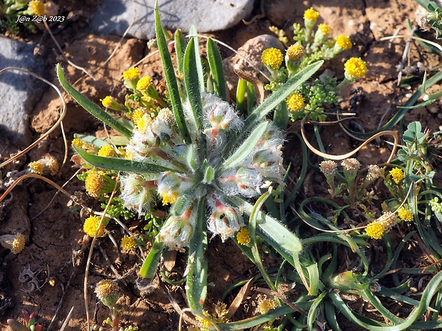 skorocel  Plantago cretica L.