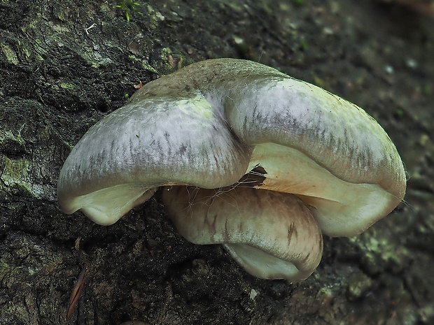 hliva závojová Pleurotus calyptratus (Lindblad ex Fr.) Sacc.