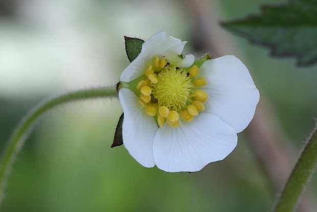 nátržník skalný Potentilla rupestris L.