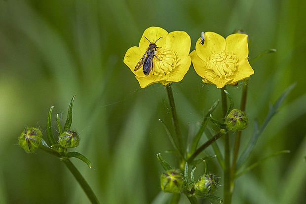 iskerník Ranunculus sp.