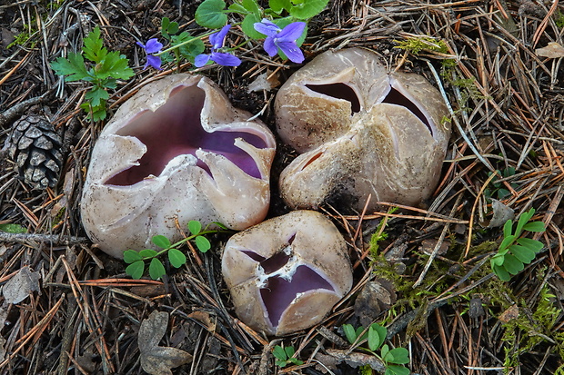 tulipánovka fialová Sarcosphaera coronaria (Jacq.) J. Schröt.