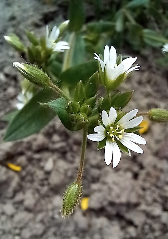 hviezdica Stellaria sp.