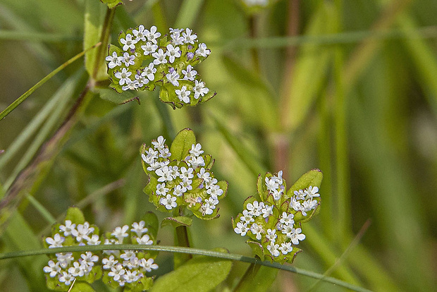 valeriánka poľná Valerianella cf. locusta (L.) Laterr.