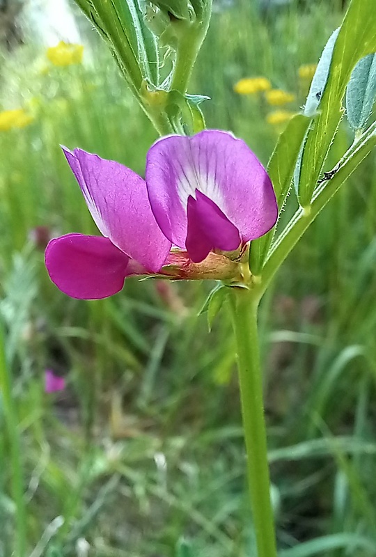 vika úzkolistá Vicia angustifolia L.