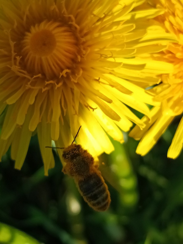 včela medonosná apis mellifera