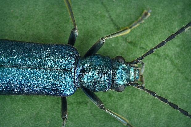 stehnáč (sk) / stehenáč (cz)  Ischnomera cyanea (Fabricius, 1792)