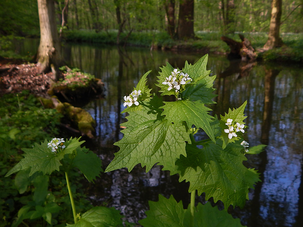 cesnačka lekárska Alliaria petiolata (M. Bieb.) Cavara et Grande