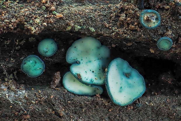 zelenica Chlorociboria sp.