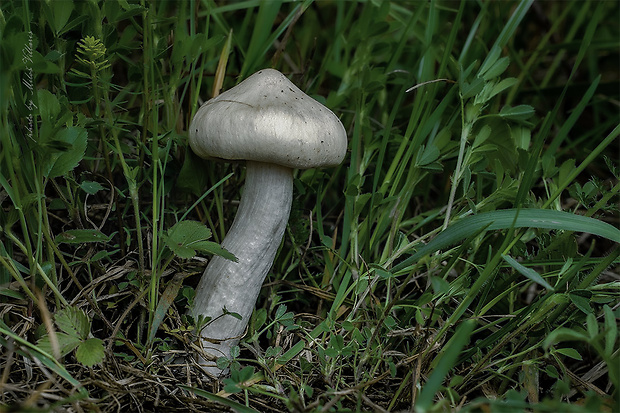 hodvábnica jarná Entoloma clypeatum (L.) P. Kumm.