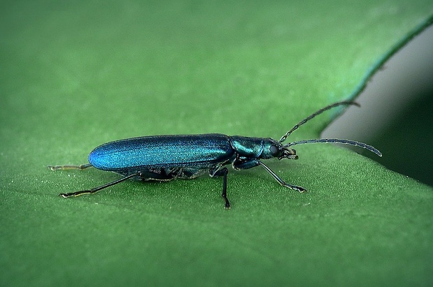 stehnáč (sk) / stehenáč (cz) Ischnomera cyanea (Fabricius, 1792)