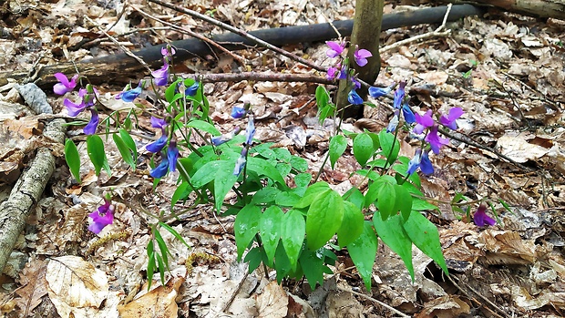 hrachor jarný Lathyrus vernus (L.) Bernh.