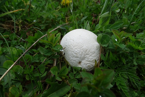 rozpadavec dlabaný Lycoperdon utriforme Bull.