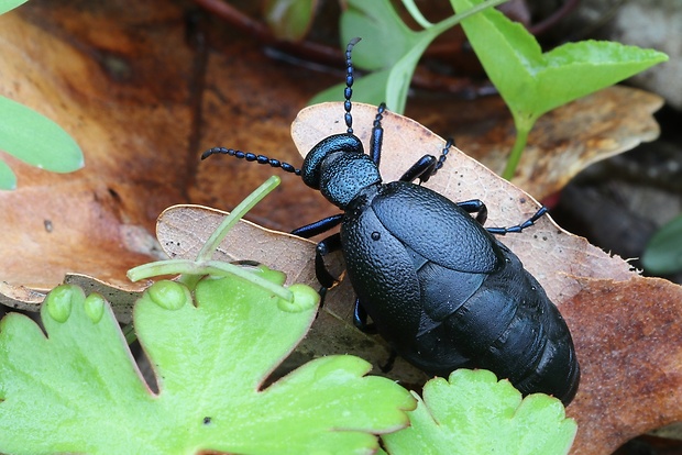 májka obyčajná Meloe proscarabaeus