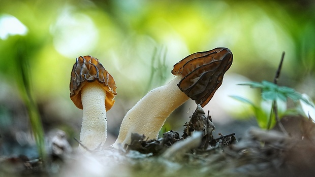 smrčok hybridný Morchella semilibera DC.