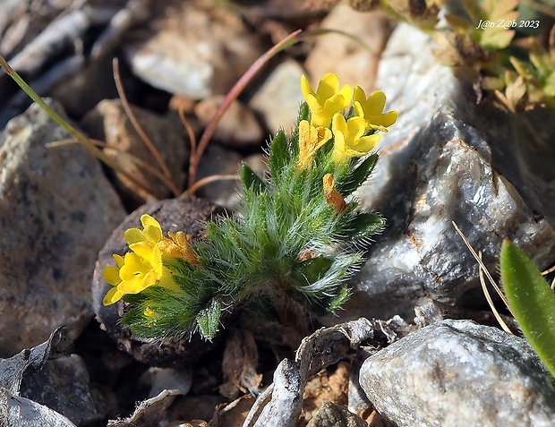 kamienka Neatostema apulum (L.) Johnston