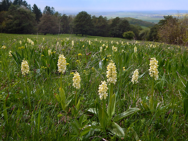 vstavač bledý Orchis pallens L.