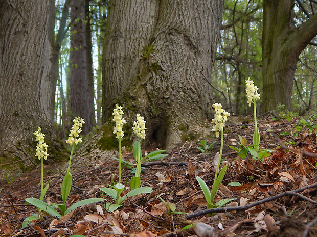 vstavač bledý Orchis pallens L.