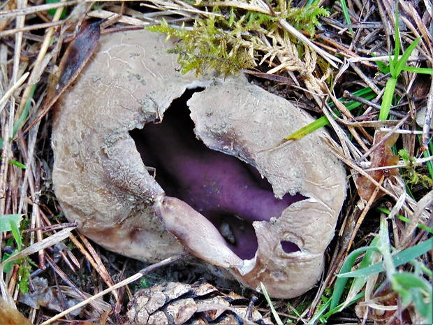 tulipánovka fialová Sarcosphaera coronaria (Jacq.) J. Schröt.