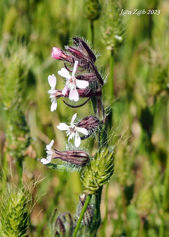 silenka francúzka Silene gallica L.