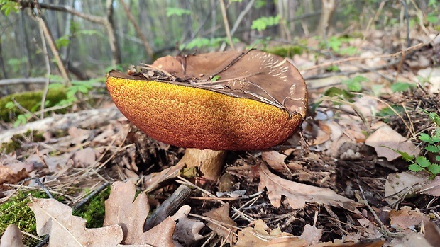 hríb zrnitohlúbikový Sutorius luridiformis (Rostk.) G. Wu & Zhu L. Yang