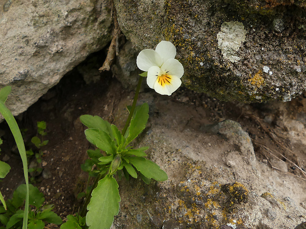 fialka sutinová Viola saxatilis F. W. Schmidt