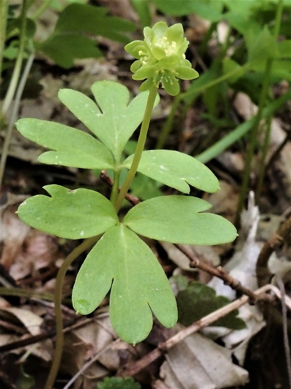 pižmovka mošusová Adoxa moschatellina L.