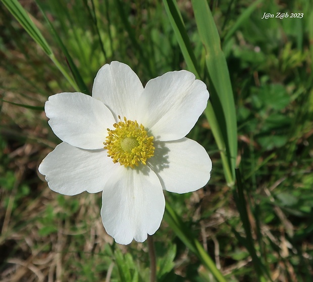 veternica lesná Anemone sylvestris L.