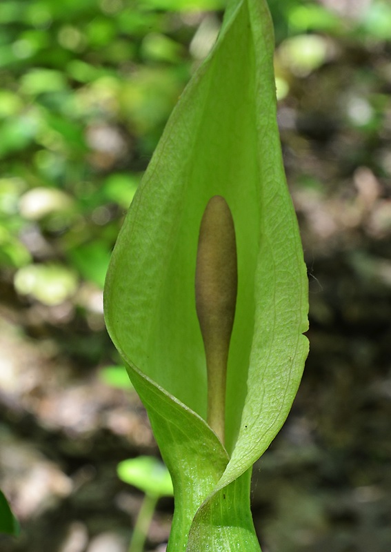 áron alpský Arum alpinum Schott et Kotschy