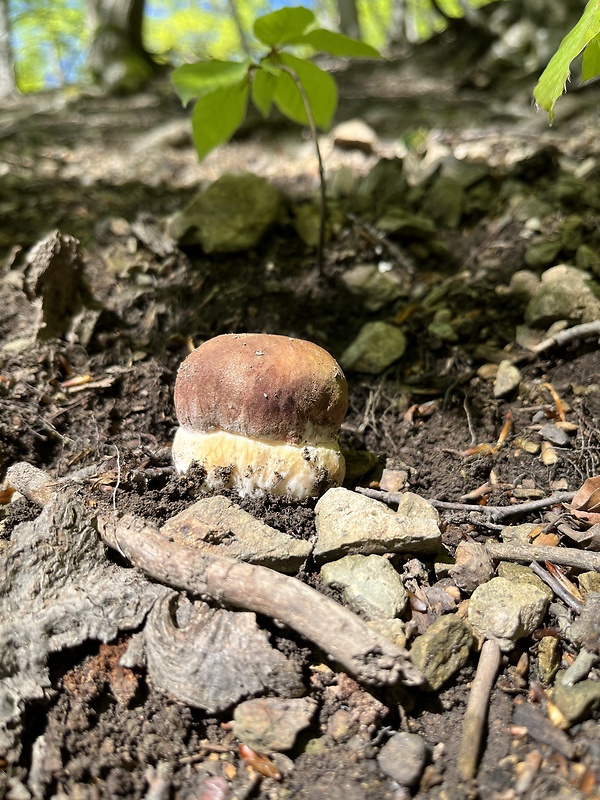 hríb sosnový Boletus pinophilus Pil. et Dermek in Pil.