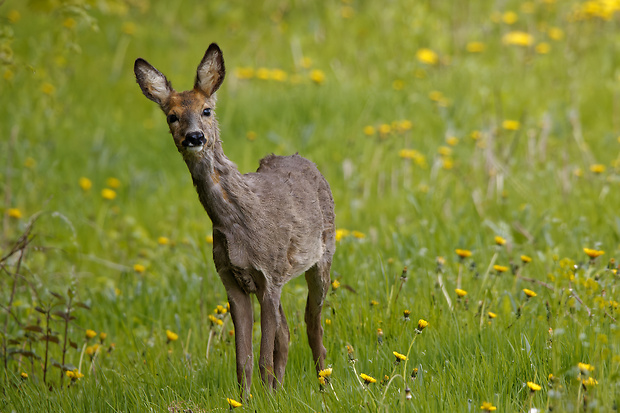 srna lesná Capreolus capreolus