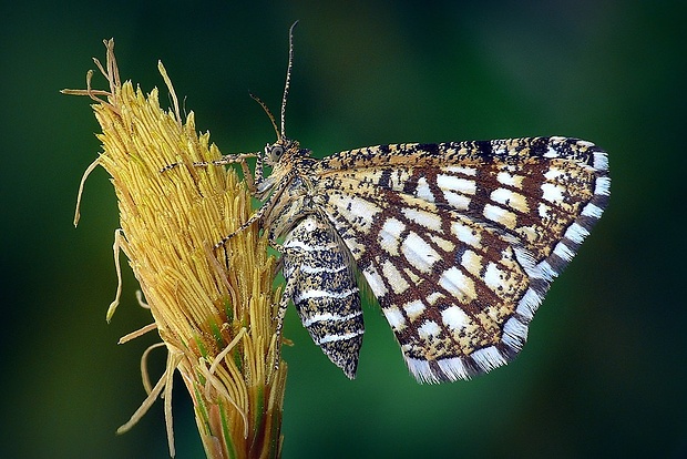 listnatka ďatelinová (sk) / kropenatec jetelový (cz) Chiasmia clathrata (Linnaeus,1758)