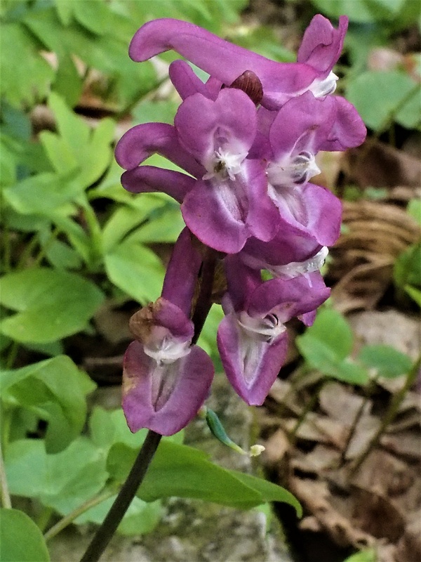 chochlačka plná Corydalis solida (L.) Clairv.