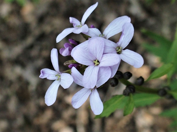 zubačka cibuľkonosná Dentaria bulbifera L.