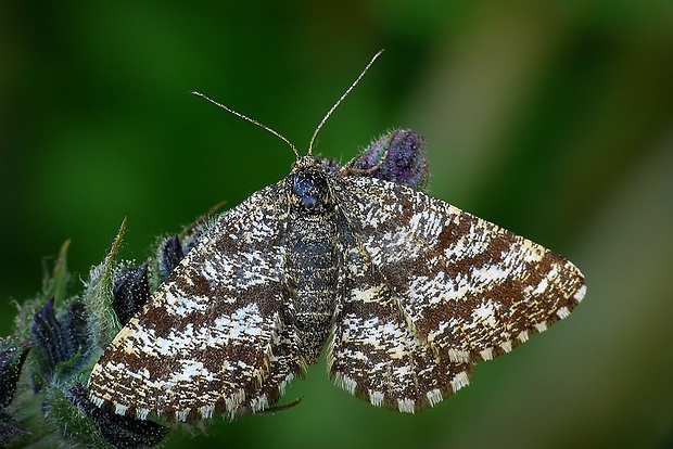 piadivka vresová (sk) / tmavoskvrnáč vřesový (cz) Ematurga atomaria (Linnaeus, 1758)