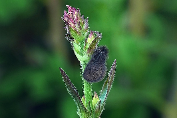 vreckovec malý (sk) / vakonoš tmavý (cz) Epichnopterix plumella (Denis & Schiffermüller, 1775)