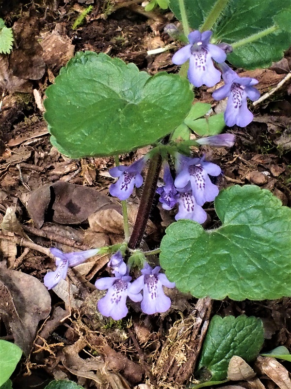 zádušník brečtanovitý Glechoma hederacea L.