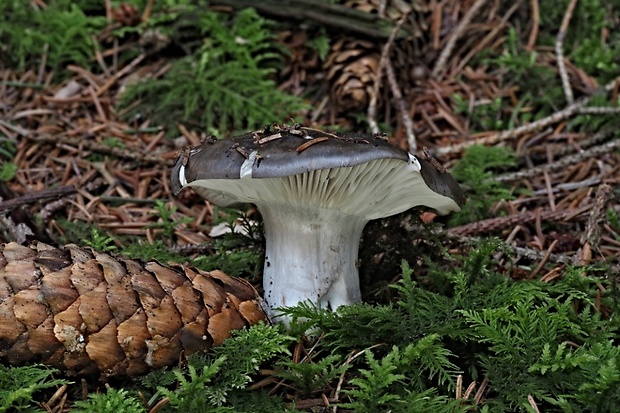 šťavnačka marcová Hygrophorus marzuolus (Fr.) Bres.