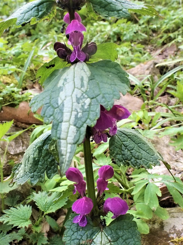 hluchavka škvrnitá Lamium maculatum L.