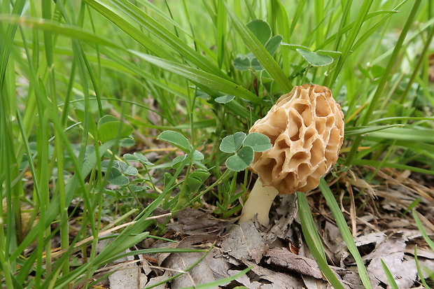 smrčok jedlý Morchella esculenta (L.) Pers.