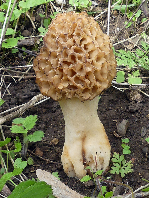 smrčok jedlý Morchella esculenta (L.) Pers.