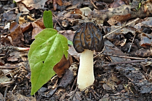 smrčok hybridný Morchella semilibera DC.