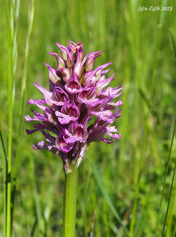 neotinea trojzubá Neotinea tridentata (Scop.) R. M. Bateman, Pridceon et M. W. Chase