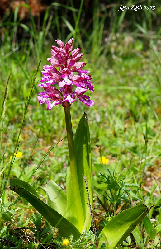 vstavač Orchis × hybrida (Lindl.) Boenn. ex Rchb.