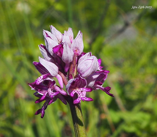 vstavač vojenský Orchis militaris L.