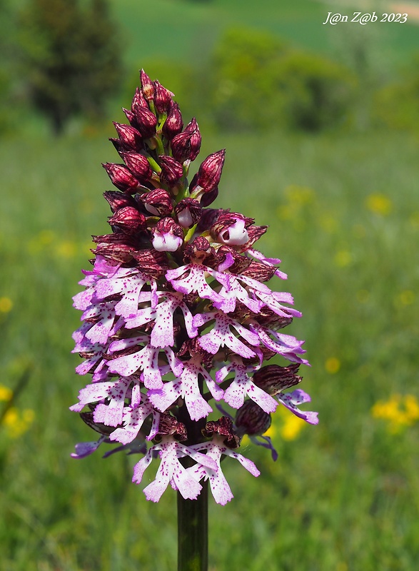 vstavač purpurový Orchis purpurea Huds.